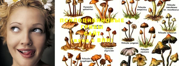 ПСИЛОЦИБИНОВЫЕ ГРИБЫ Кинешма